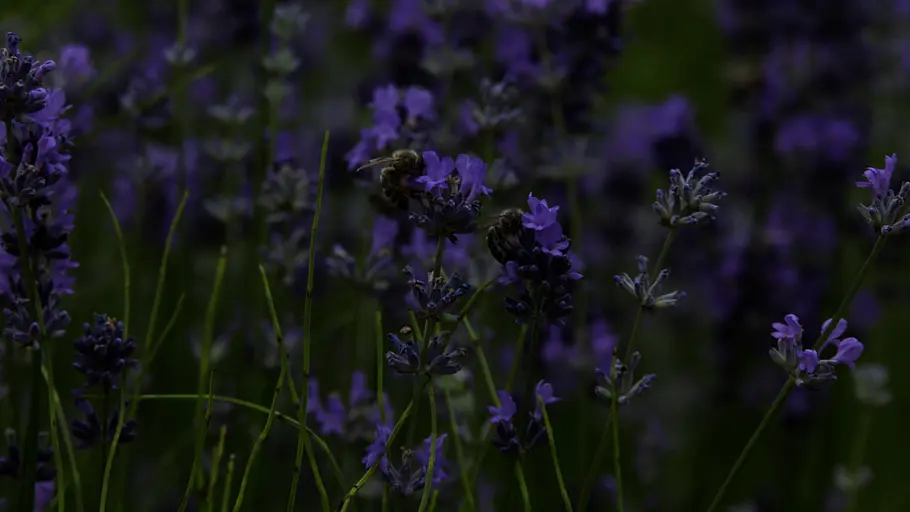Kräutergarten kräutergarten