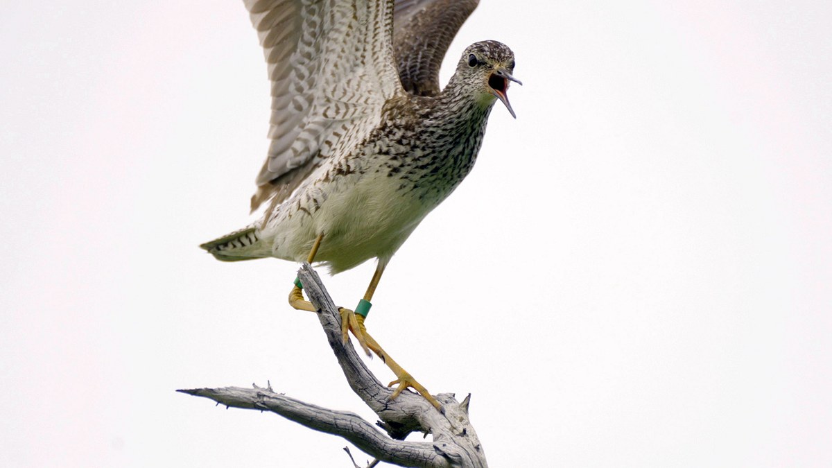 die wundersame reise der watvögel