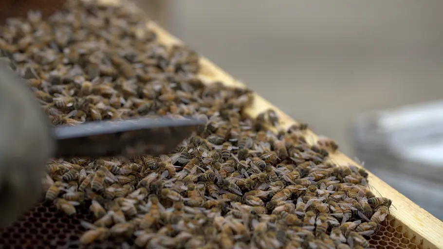 die geheimnisvolle welt der bienen