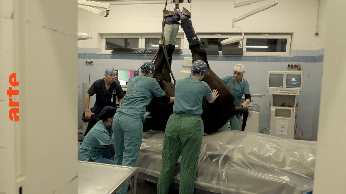 patient pferd im op