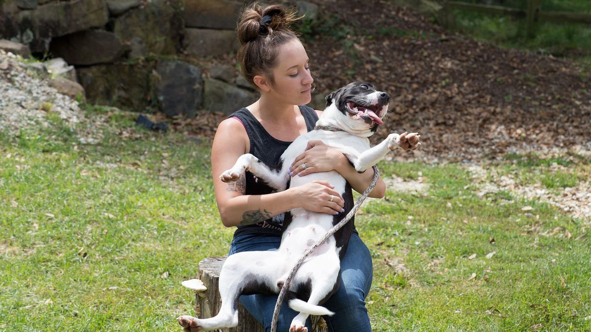 Pitbulls auf Bewährung pitbulls auf bewährung