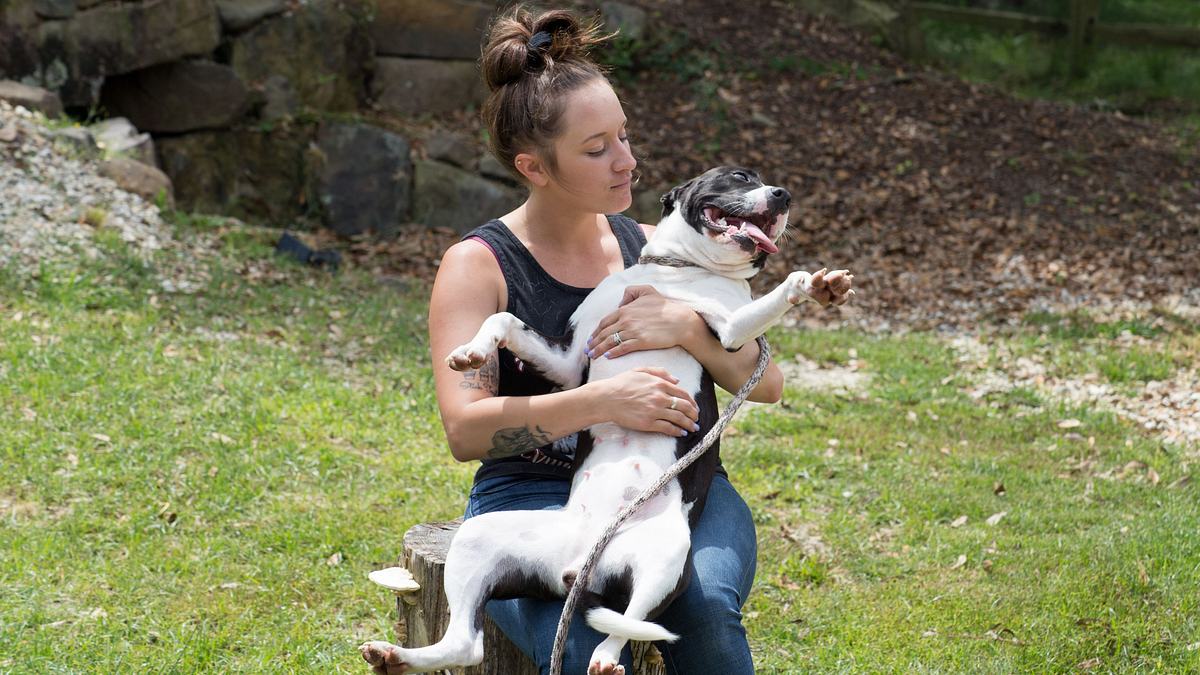 pitbulls auf bewährung