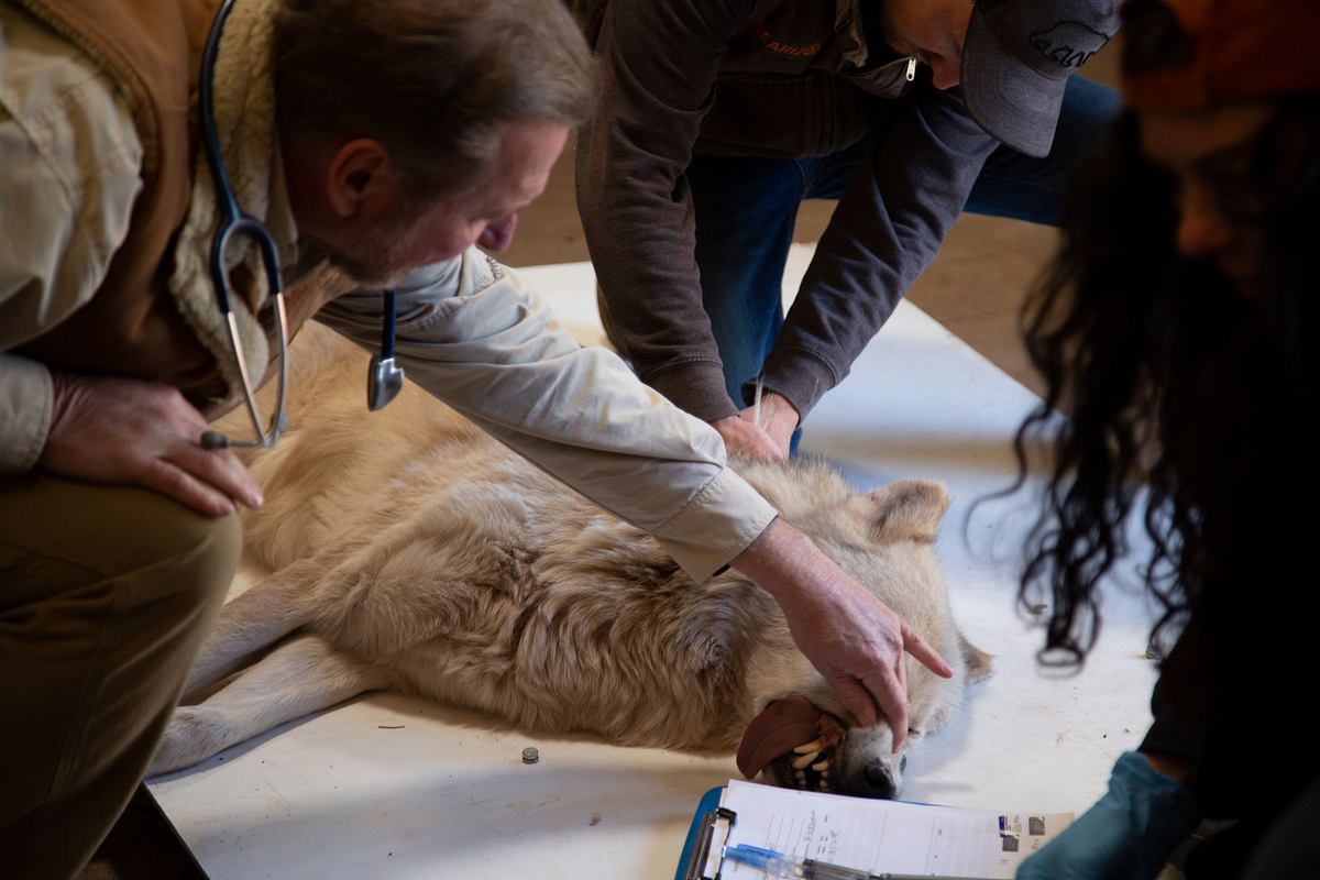 Dr. Ole: Tierarzt im Einsatz dr. ole: tierarzt im einsatz
