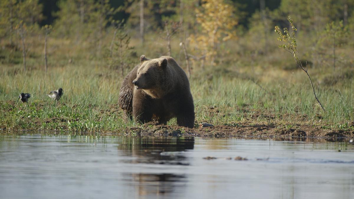 wildes skandinavien