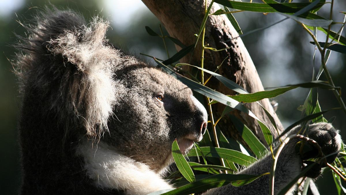 australien von oben