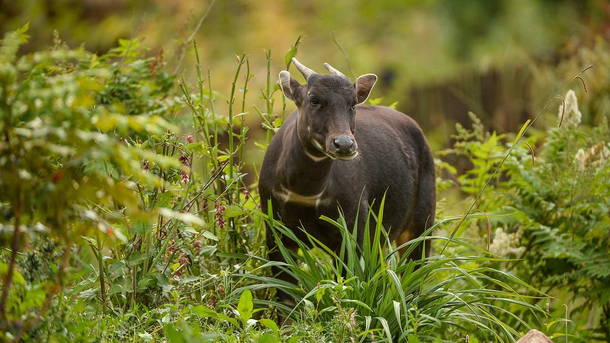 zoo und so - tierisch wild!