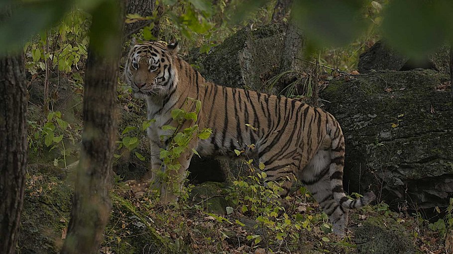 der sibirische tiger - seele der russischen wildnis