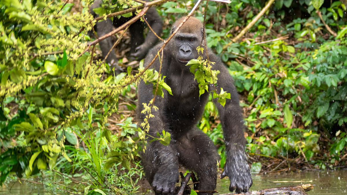 gorillas hautnah