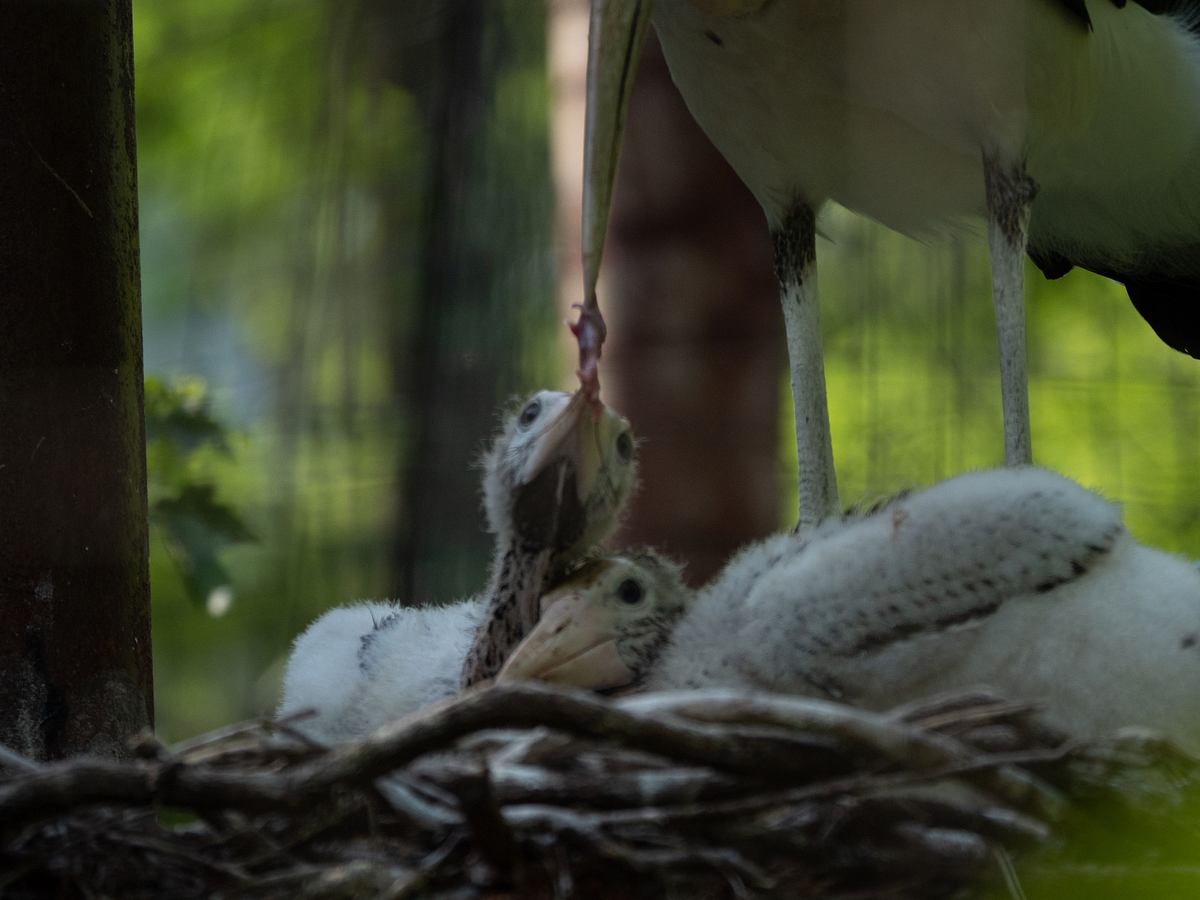 Bronx Zoo - Tierpark der Superlative bronx zoo - tierpark der superlative