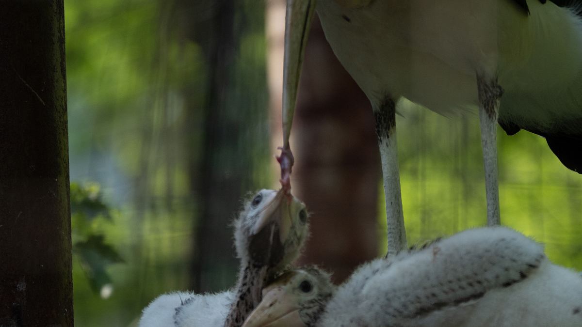 bronx zoo - tierpark der superlative