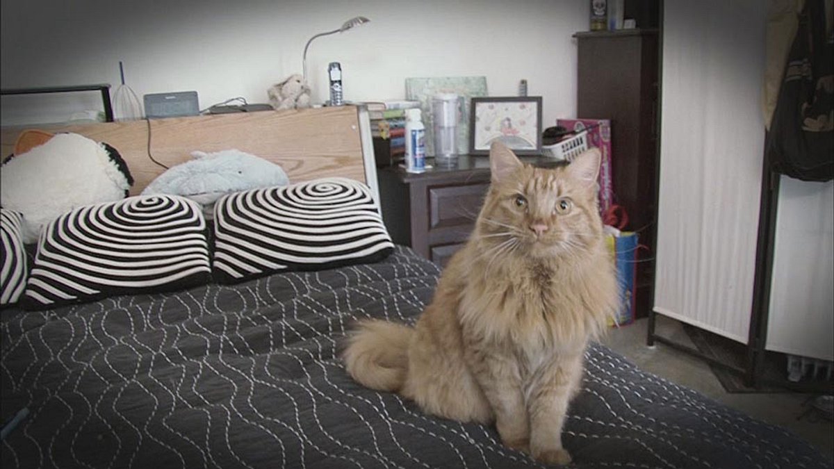 der katzenflüsterer