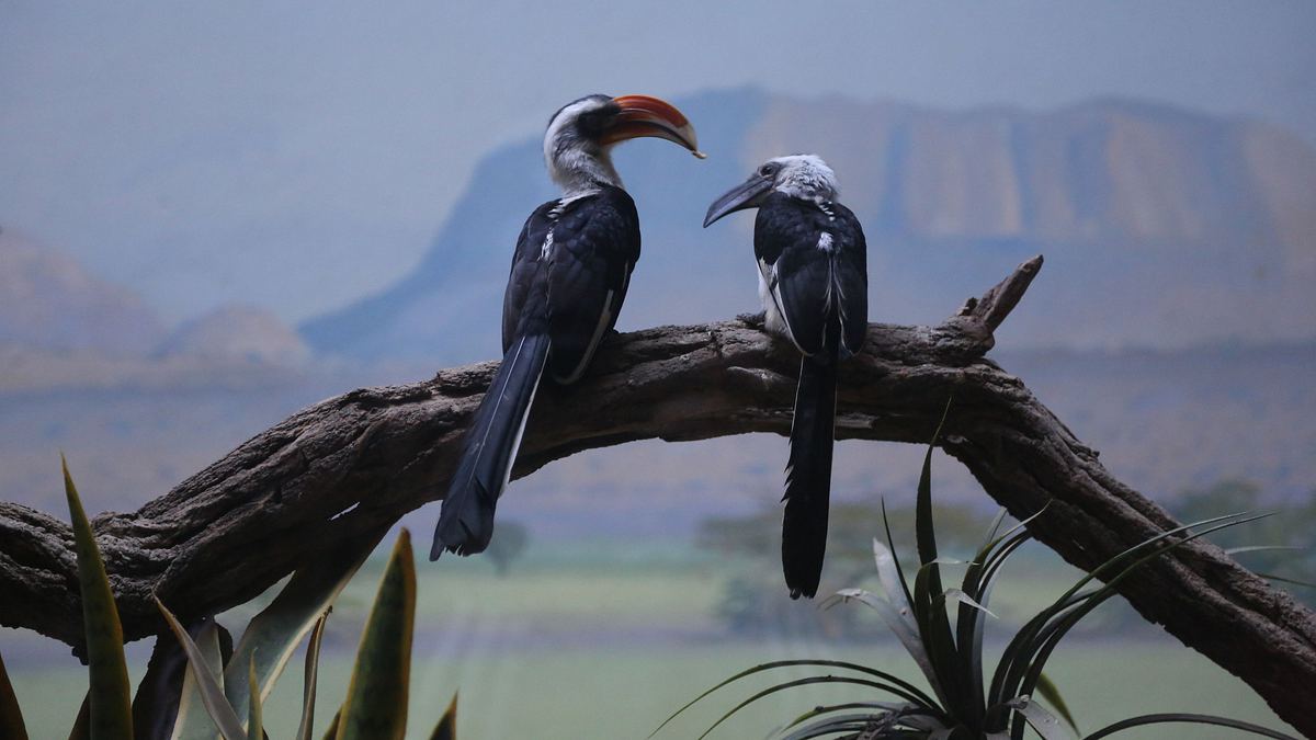 bronx zoo - tierpark der superlative