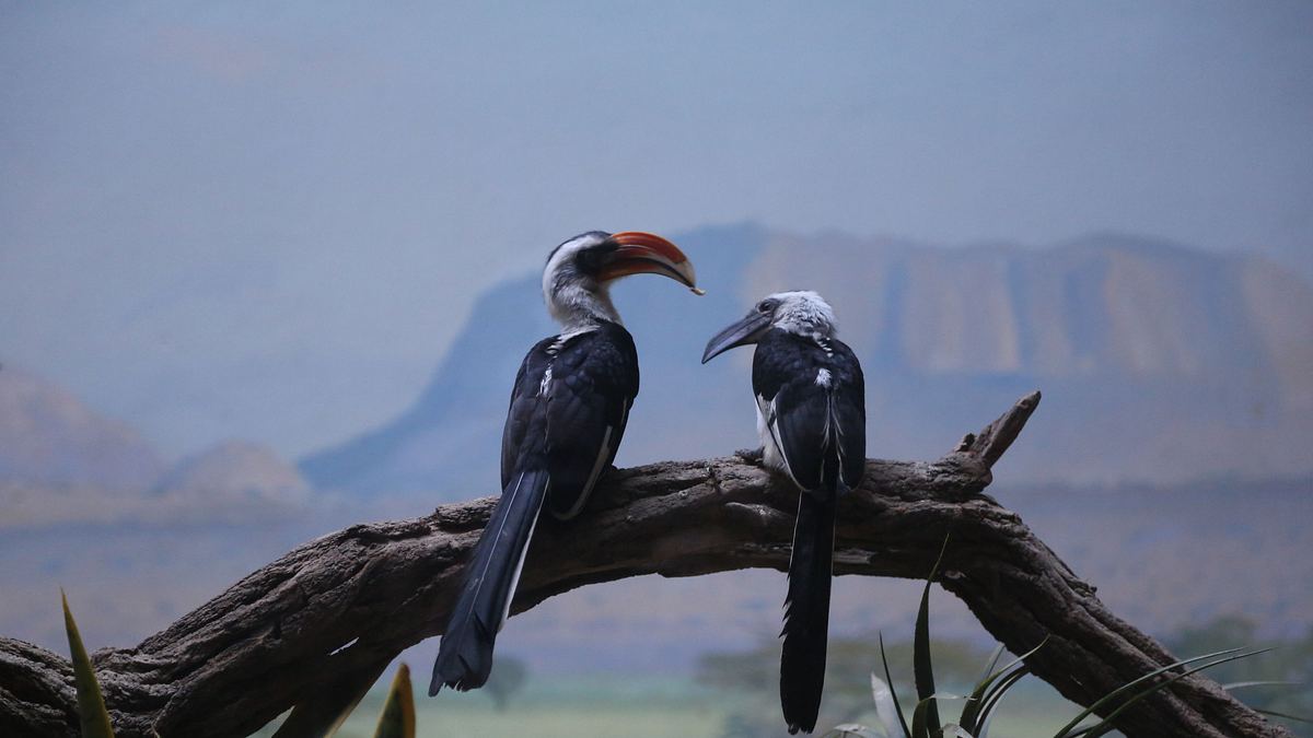 bronx zoo - tierpark der superlative