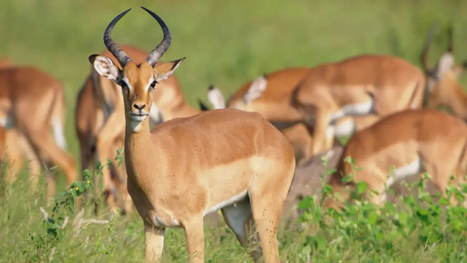 Afrikas tödlichste Jäger afrikas tödlichste jäger