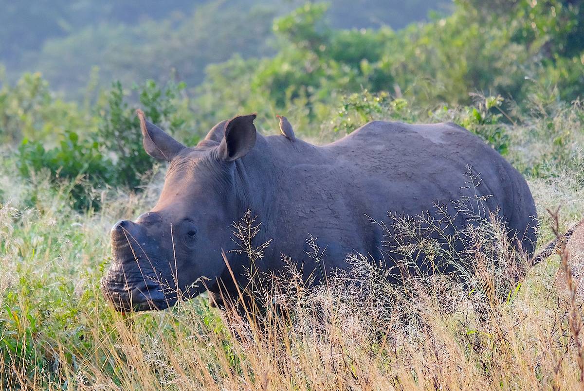Nashörner ohne Horn: Artenschutz in Südafrika nashörner ohne horn: artenschutz in südafrika