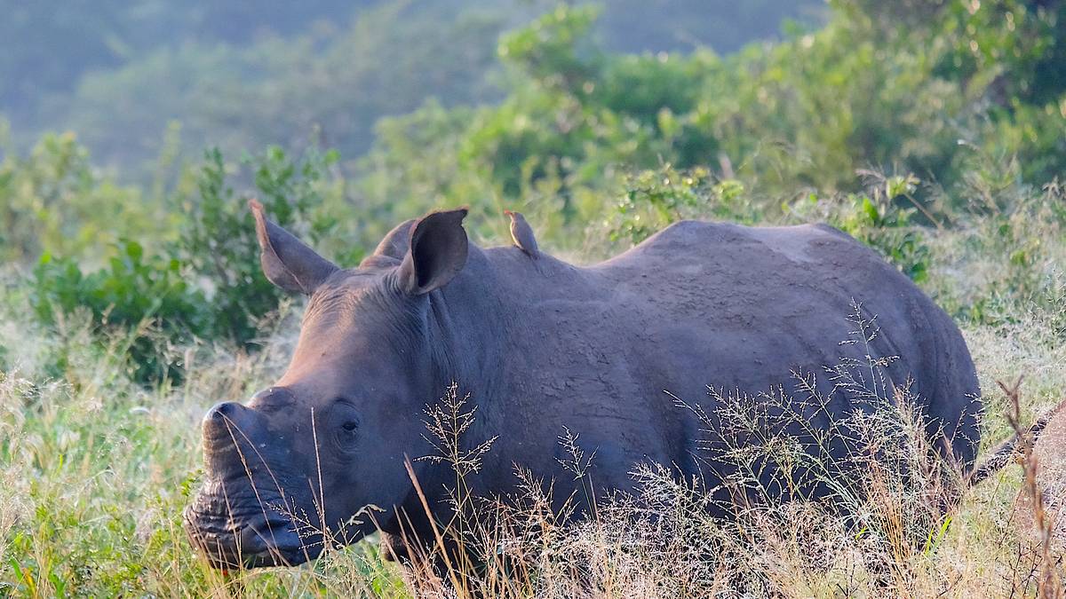 nashörner ohne horn: artenschutz in südafrika