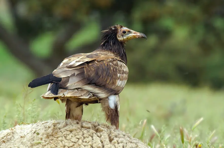 Tierische Doktoren tierische doktoren