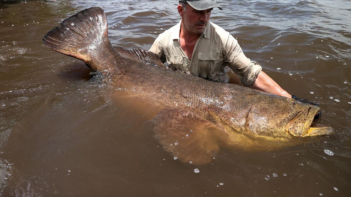 giganten unter wasser - riesenfischen auf der spur