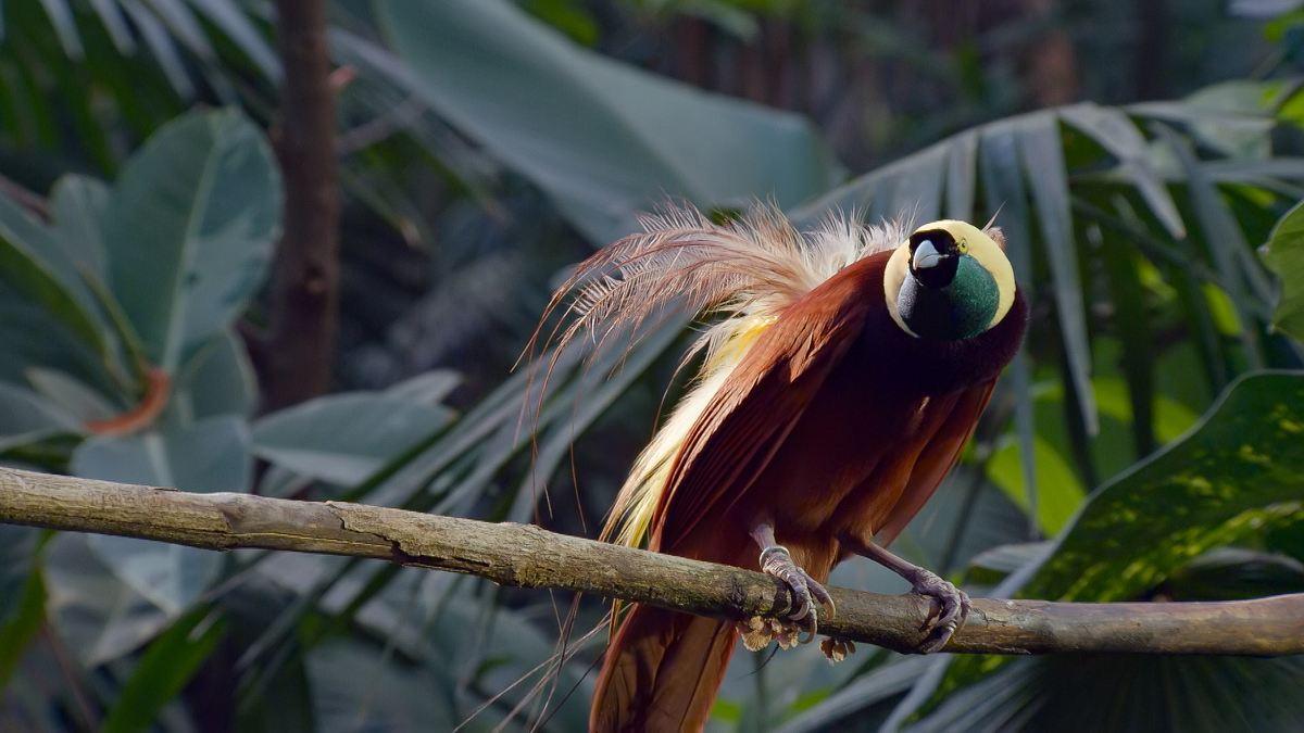 die sprache der tiere