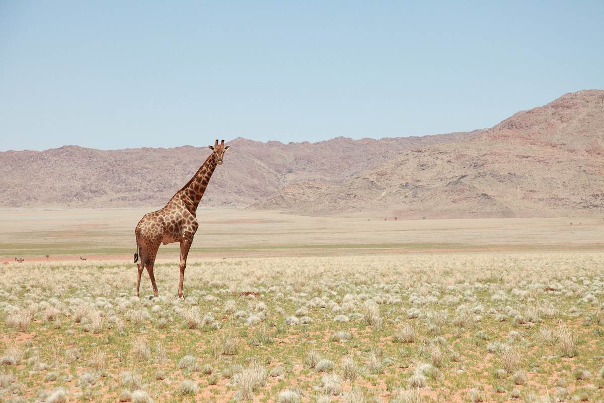 Unglaubliche Tierwanderungen unglaubliche tierwanderungen