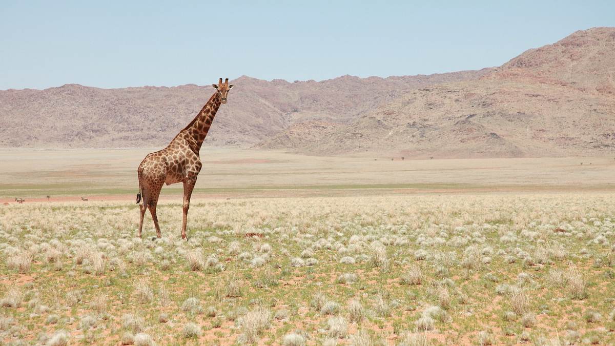 unglaubliche tierwanderungen