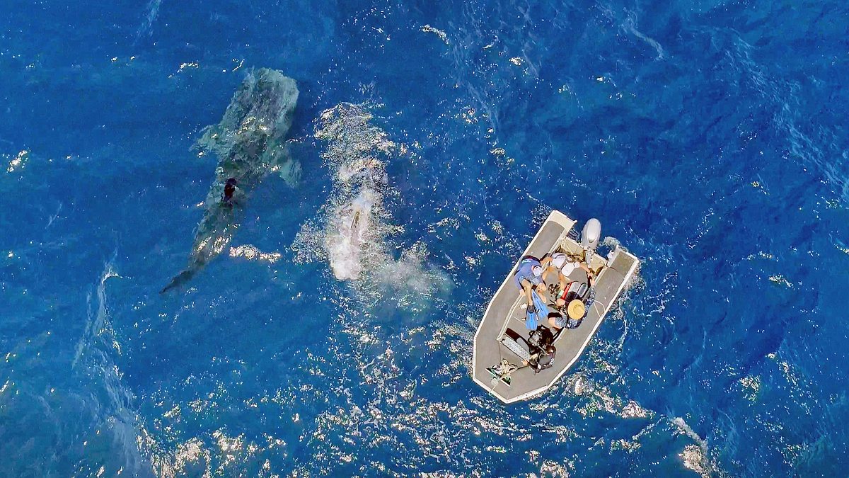 die wächter des great barrier reef