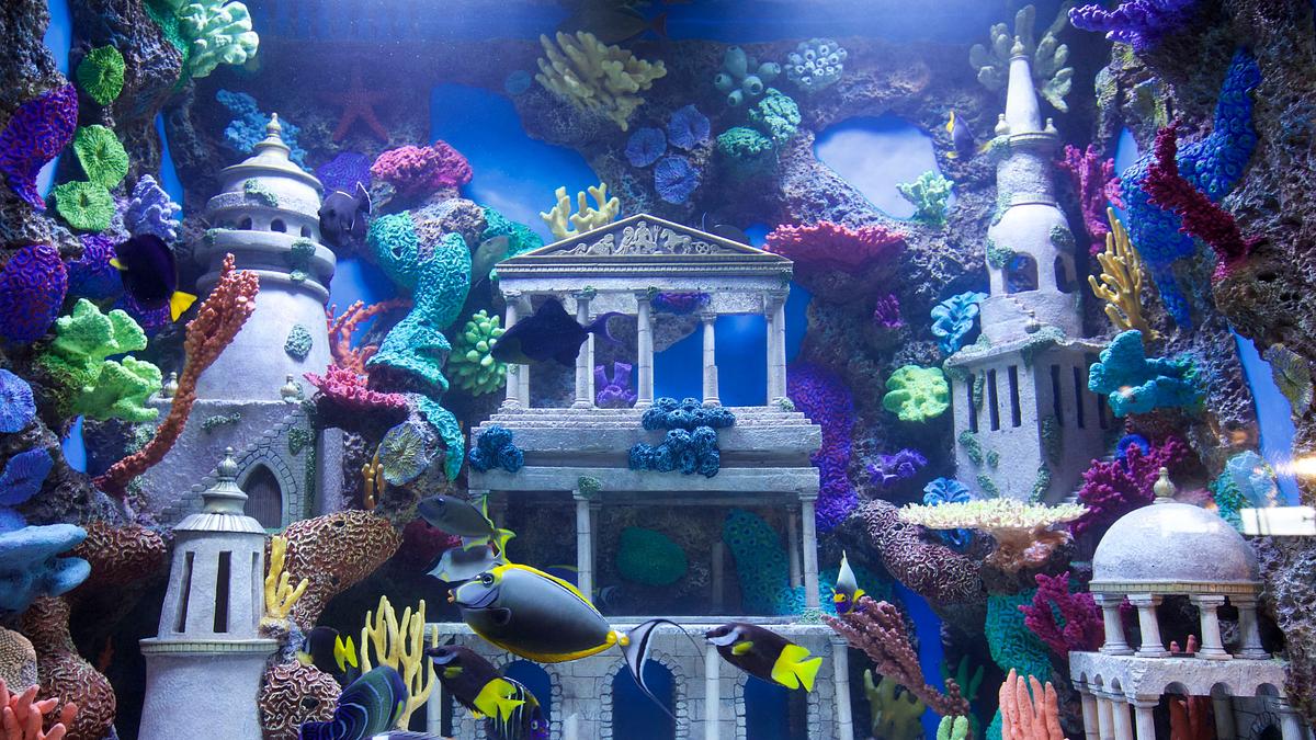 die aquarium-profis
