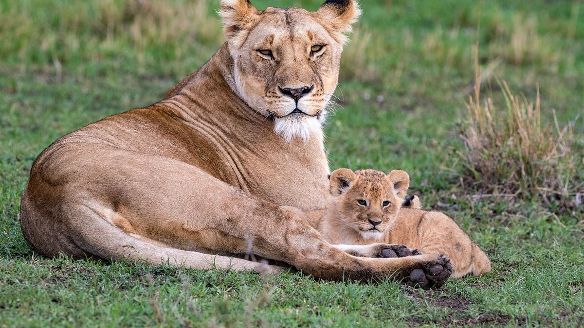 big cat tales - afrikas raubkatzen
