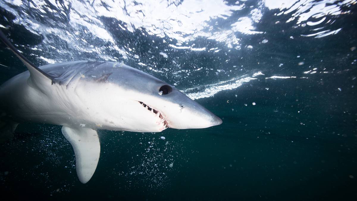 shark vortex - konferenz der haie 2