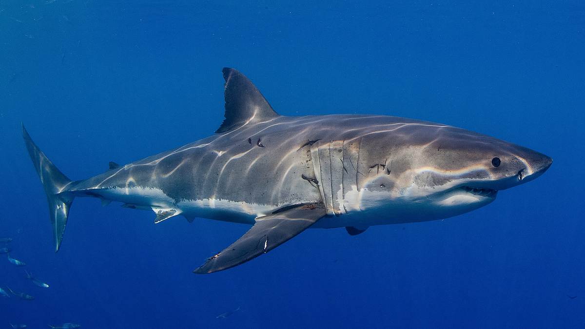 weißer hai vs. megalodon