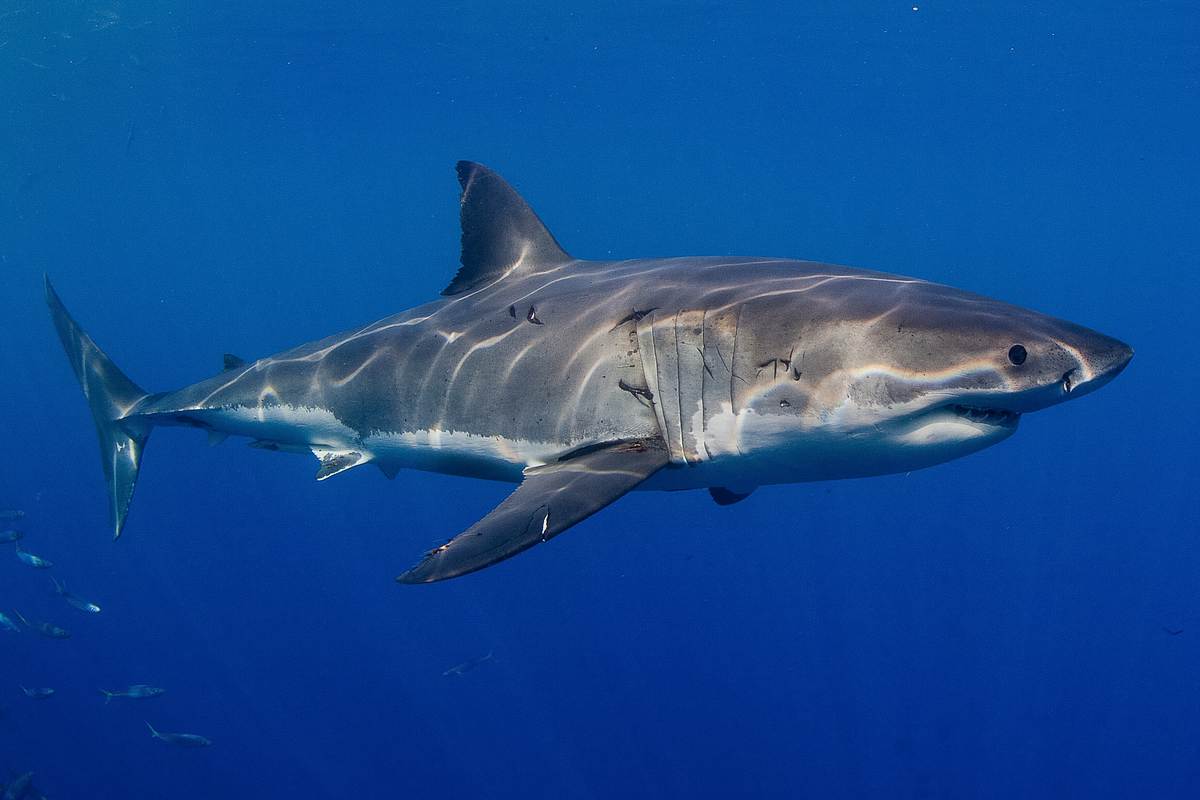 weißer hai vs. megalodon
