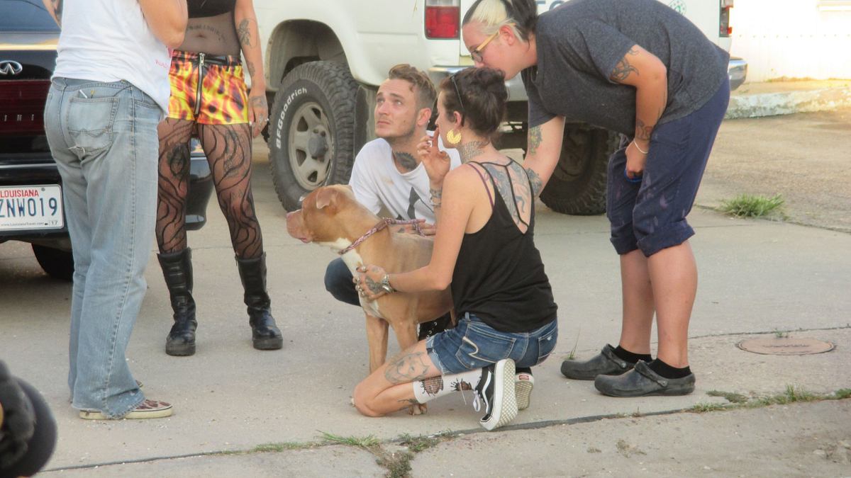 pitbulls auf bewährung