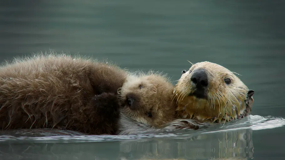 impossible animals