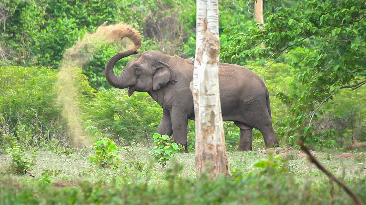 thailands faszinierende wildnis