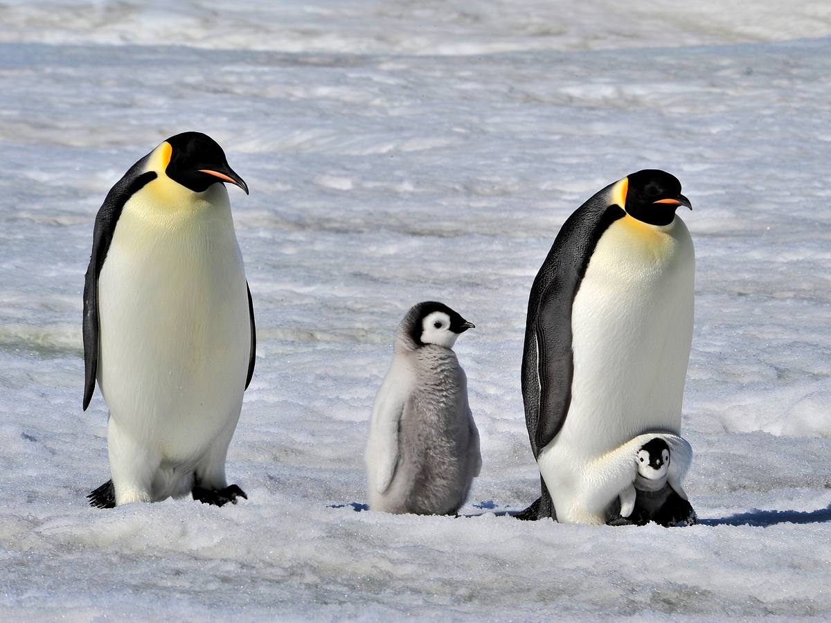 Die Antarktis - Das Reich der Pinguine die antarktis - das reich der pinguine
