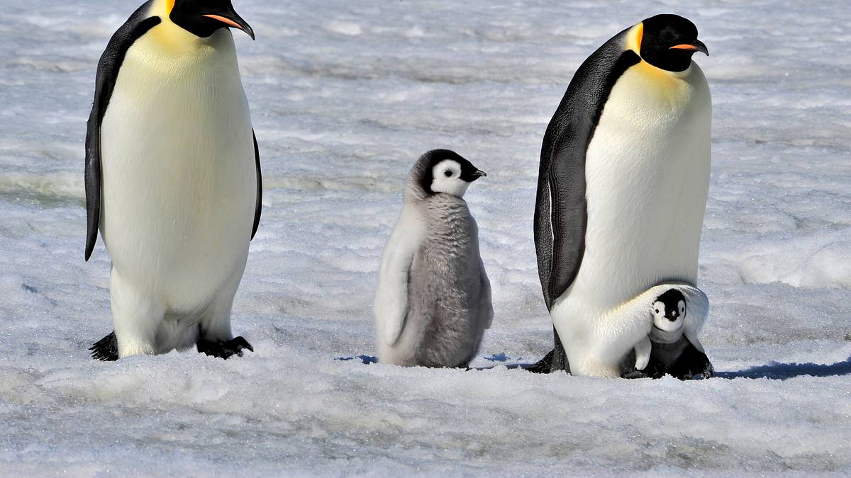 die antarktis - das reich der pinguine