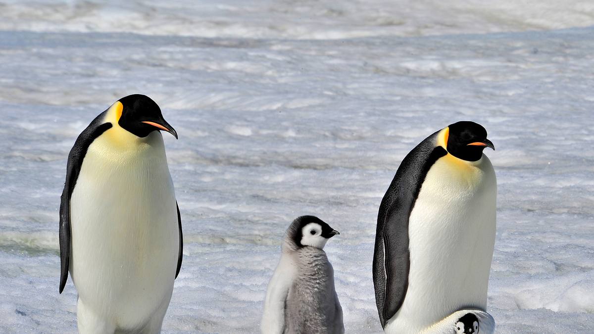 die antarktis - das reich der pinguine