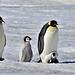 Die Antarktis - Das Reich der Pinguine Thumbnail