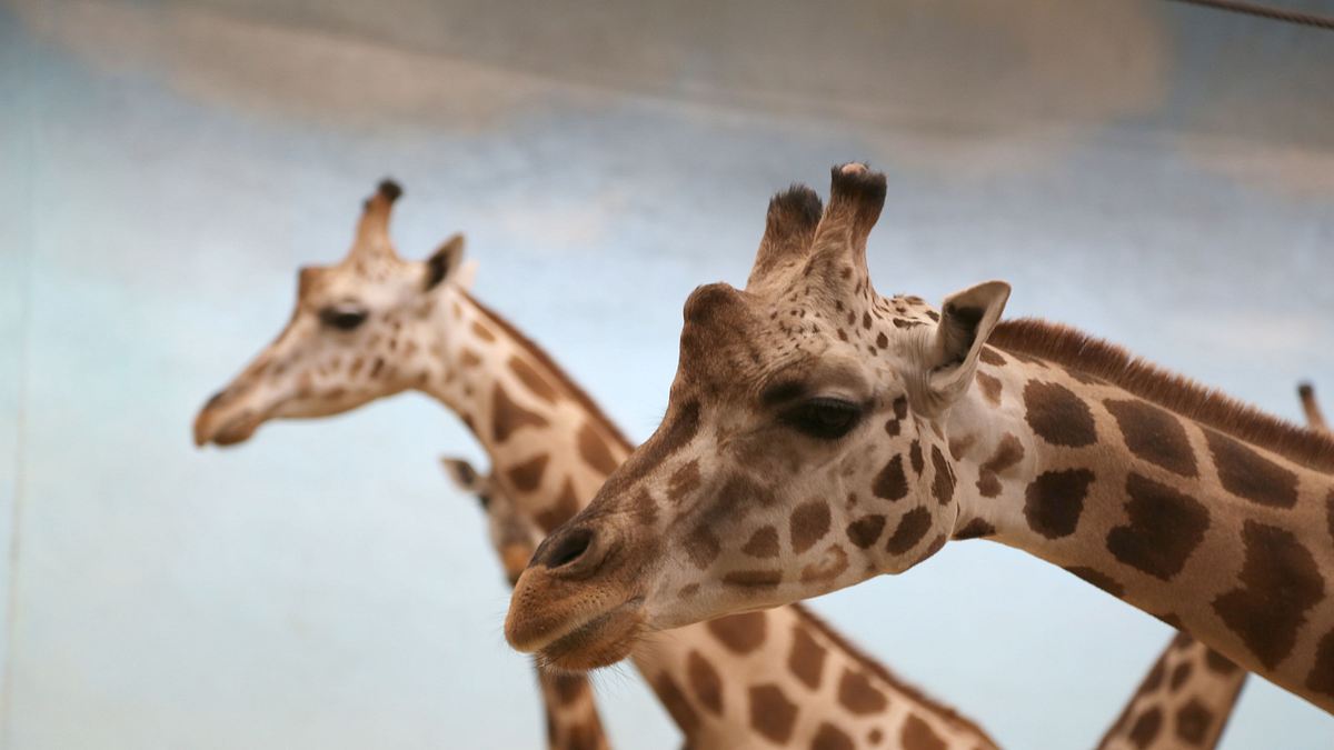 bronx zoo - tierpark der superlative