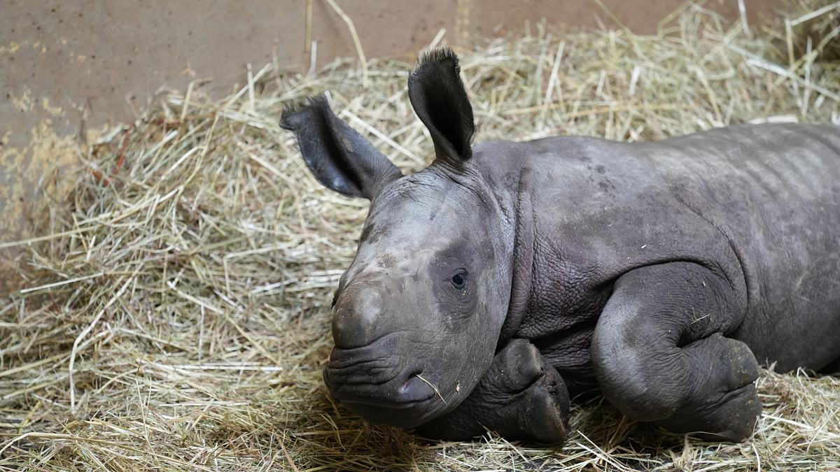 geheime tiergeburten