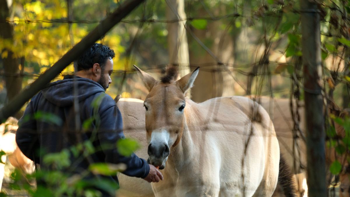 bronx zoo - tierpark der superlative