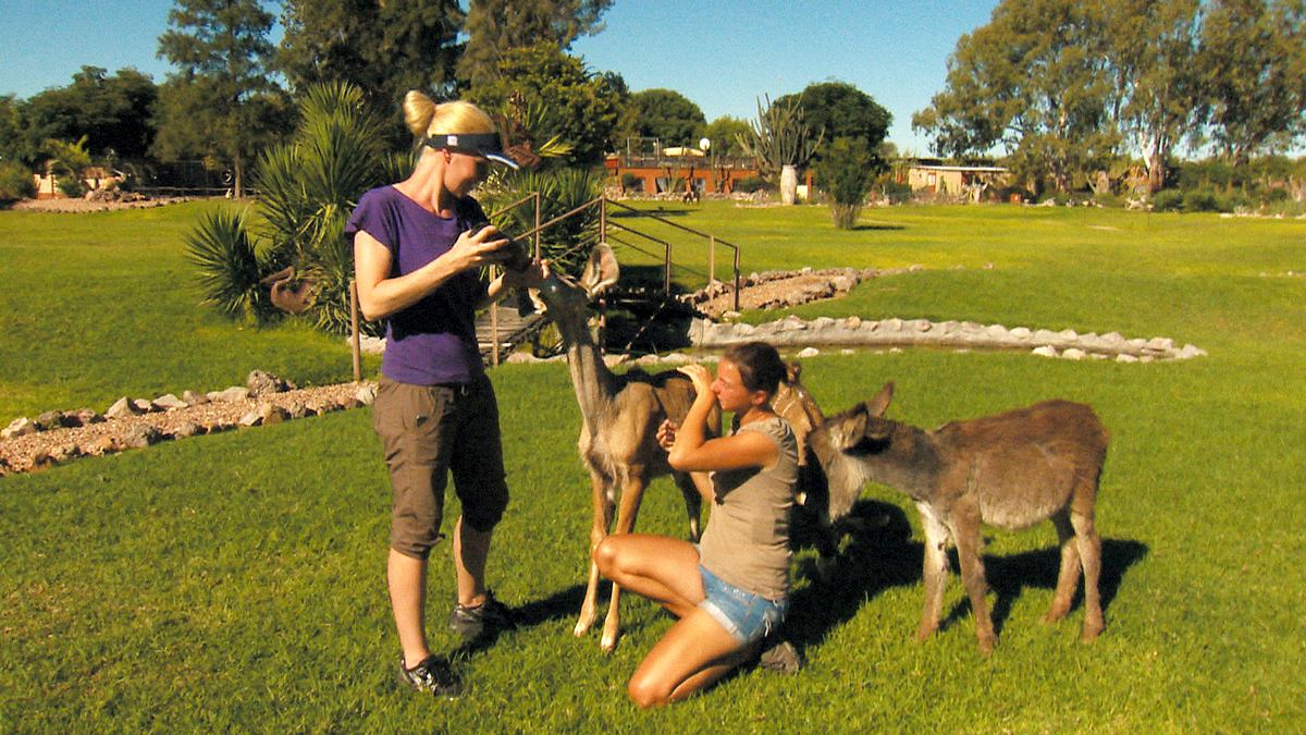 das waisenhaus für wilde tiere - abenteuer afrika