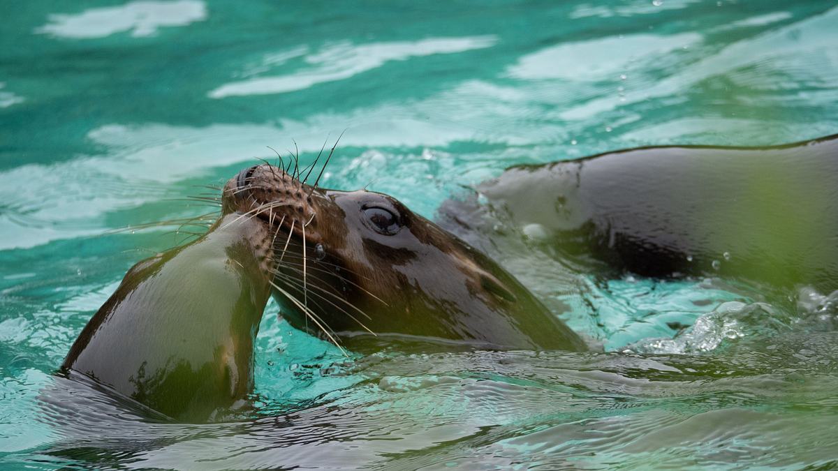 bronx zoo - tierpark der superlative