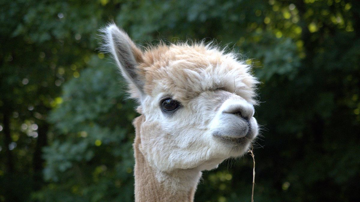 der unglaubliche dr. pol