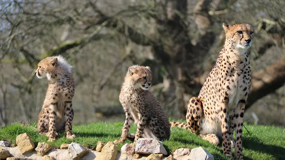 animal park: zoo-geschichten aus longleat