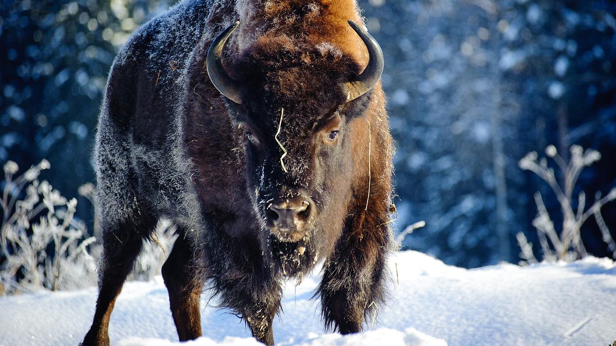 der kill-faktor - die tödlichsten tiere der welt