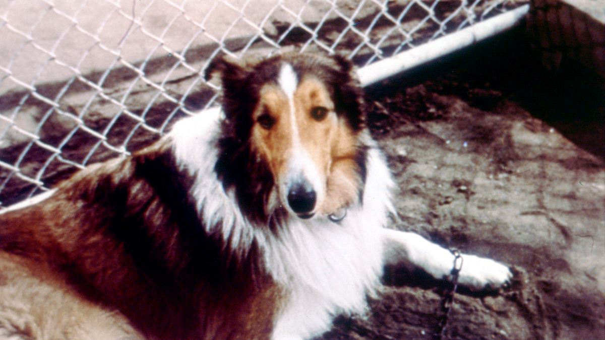 lassie - heimweh