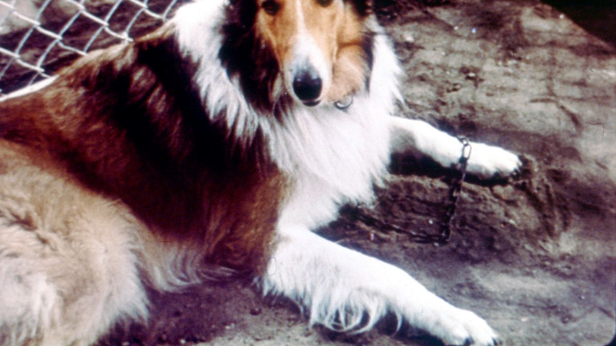 lassie - heimweh