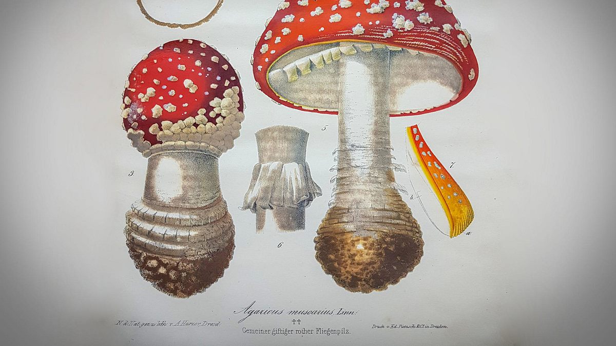 leschs kosmos