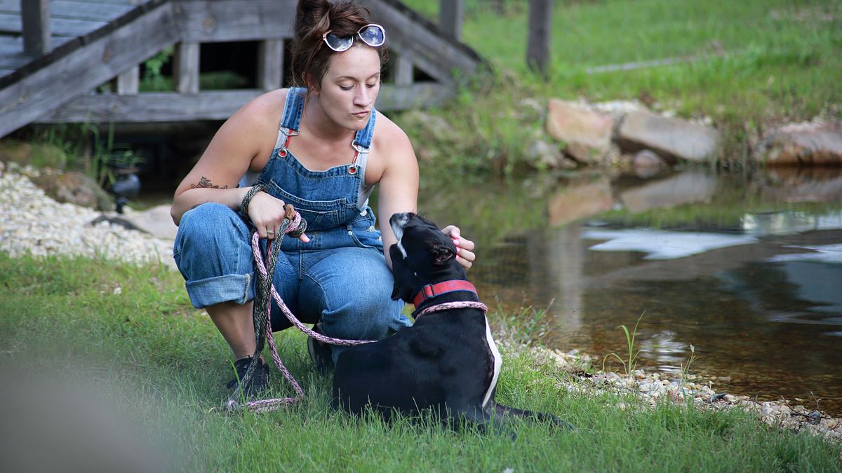 pitbulls auf bewährung